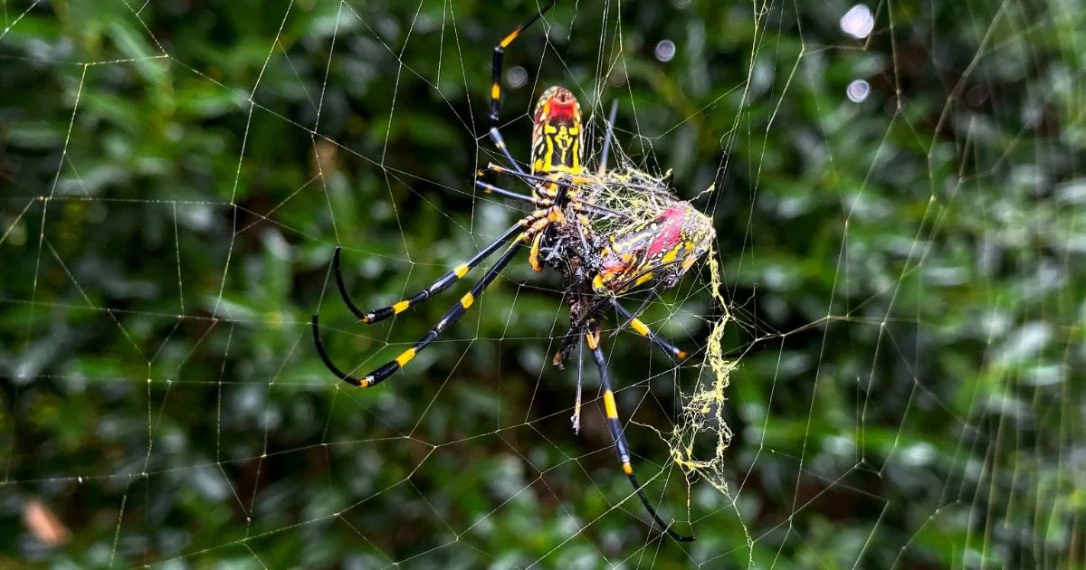 flying spiders in new york